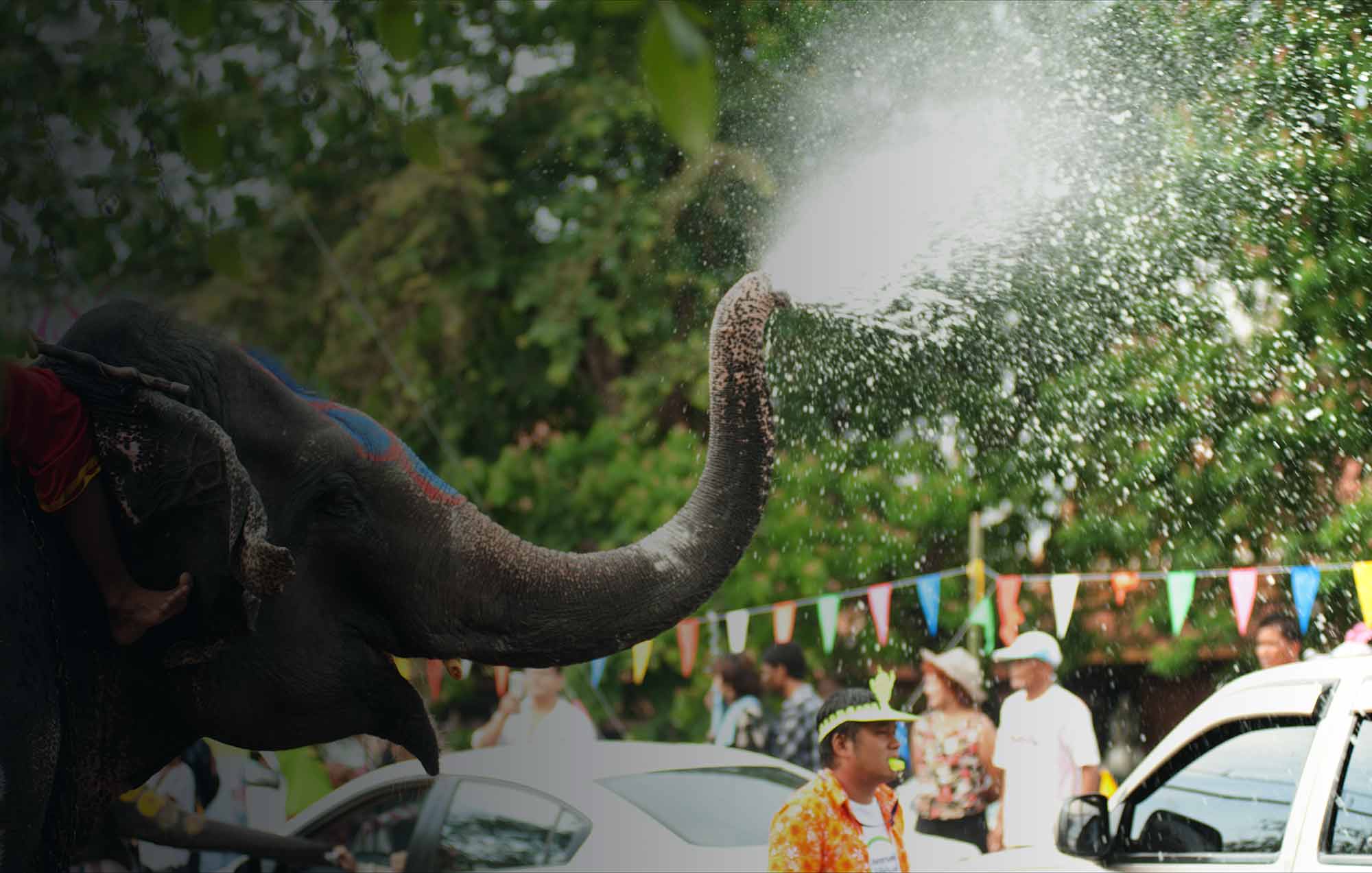 Elefant sprüht mit seinem Rüssel Wasser